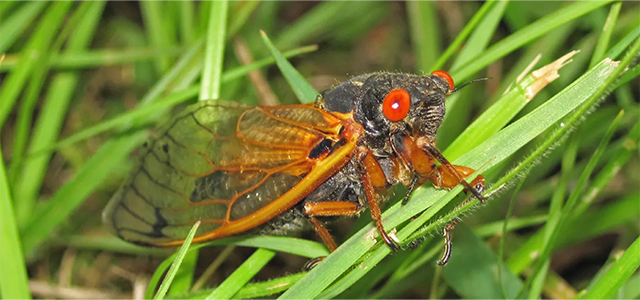 April - The Cicadas Are Coming! Don't Panic