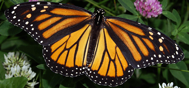 October - Milkweed and Monarchs