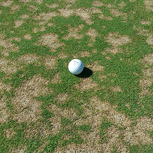 CDGA Turfgrass Program